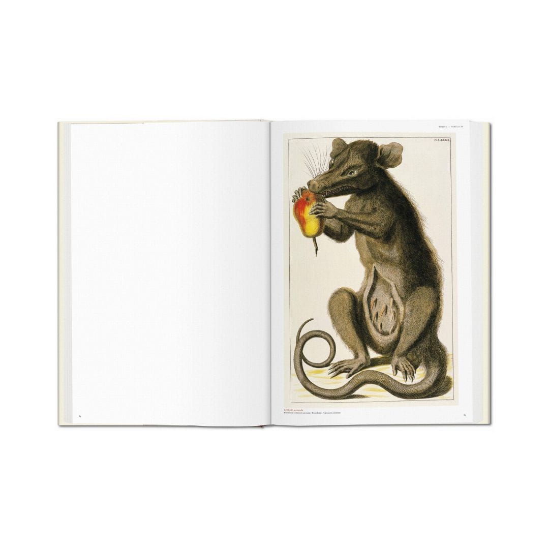 Albertus Seba’s Cabinet of Natural Curiosities